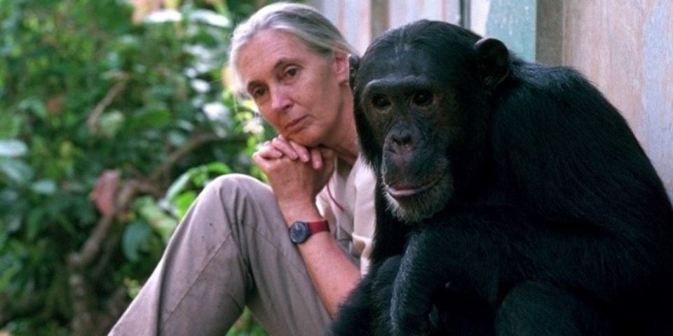 Celebrating a Legacy of Hope: Dr. Jane Goodall Turns 90